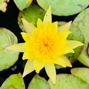 Meet your Posher, gemsea